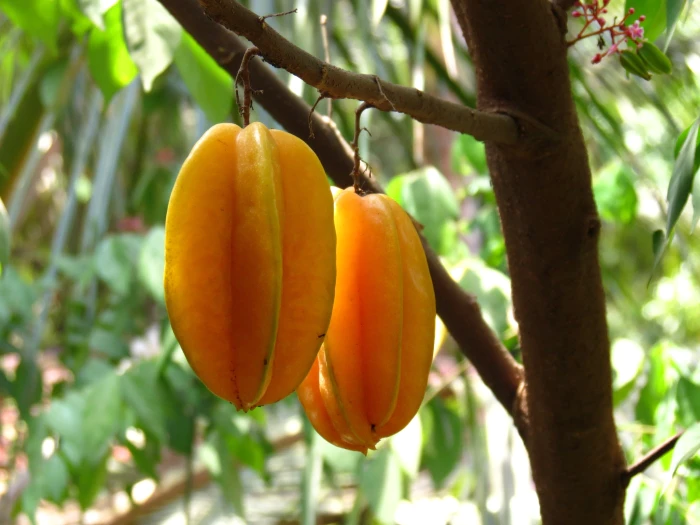 Averrhoa carambola image