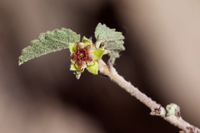 Ayenia microphylla image