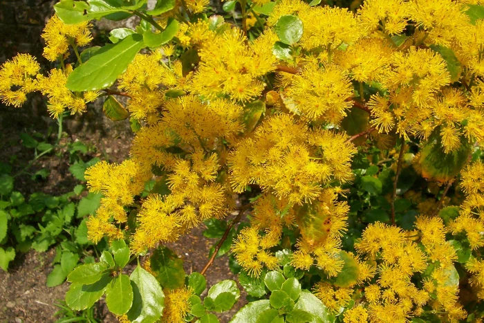 Azara serrata image