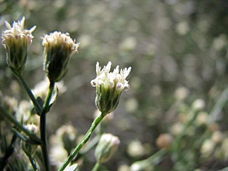 Baccharis brachyphylla image