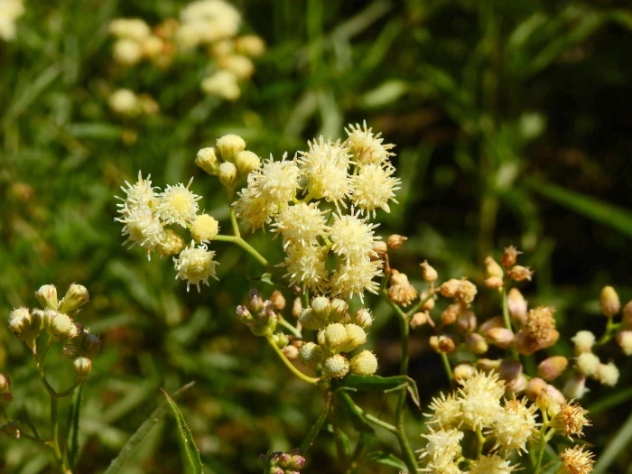 Baccharis douglasii image