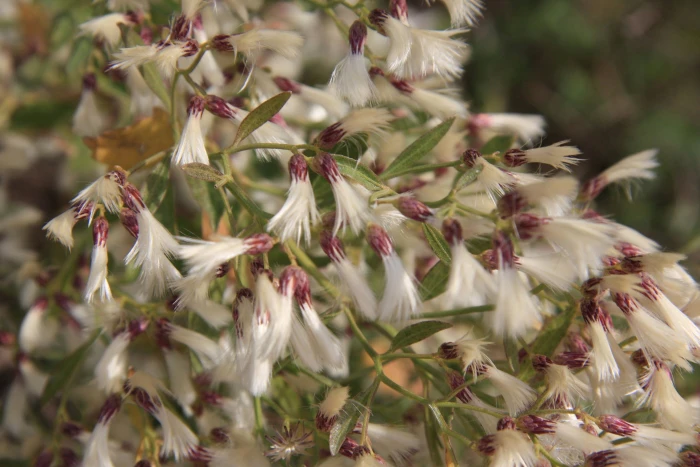 Baccharis halimifolia image
