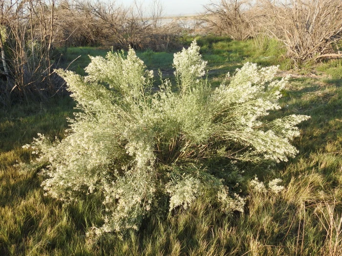 Baccharis salicina image