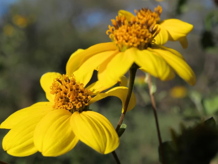Bahiopsis deltoidea image