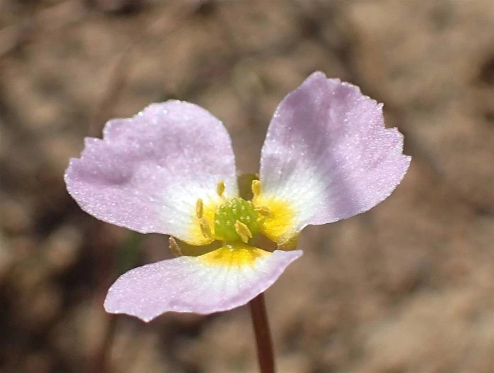 Baldellia ranunculoides image