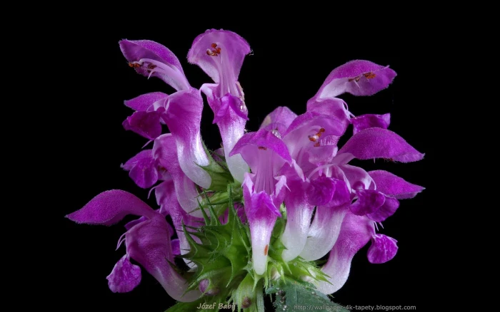 Ballota nigra image