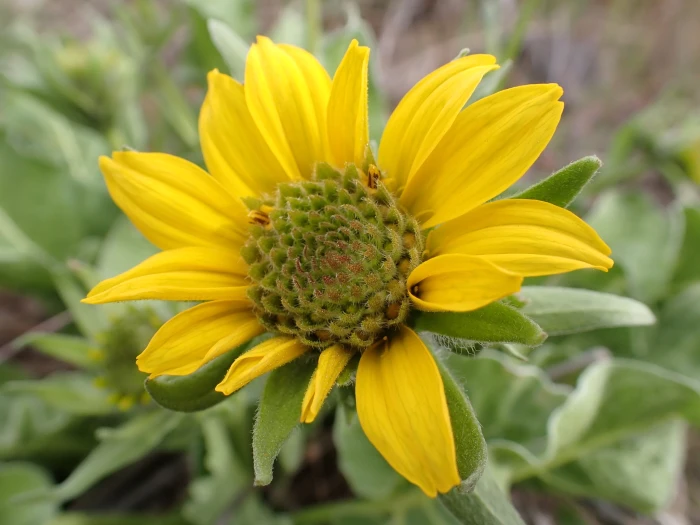 Balsamorhiza careyana image