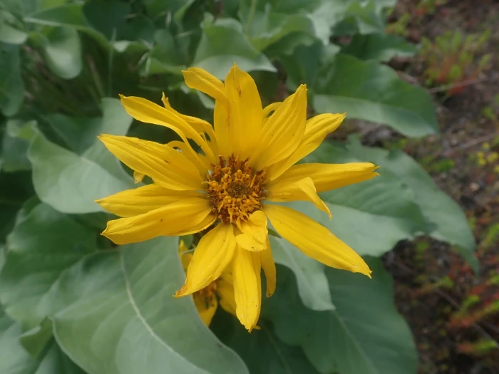 Balsamorhiza sagittata image