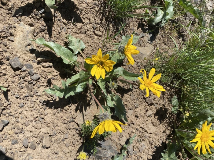 Balsamorhiza serrata image