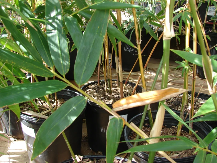 Bambusa oldhamii image