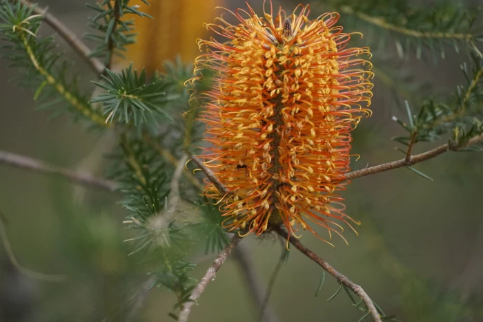 Banksia ericifolia image