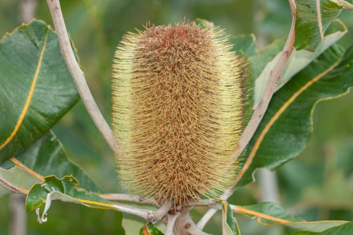 Banksia robur image