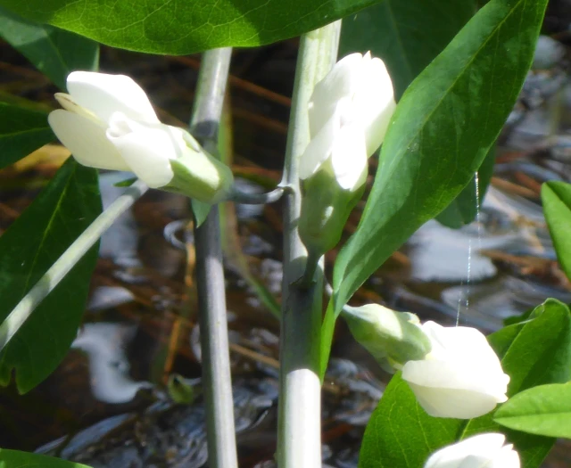 Baptisia alba image
