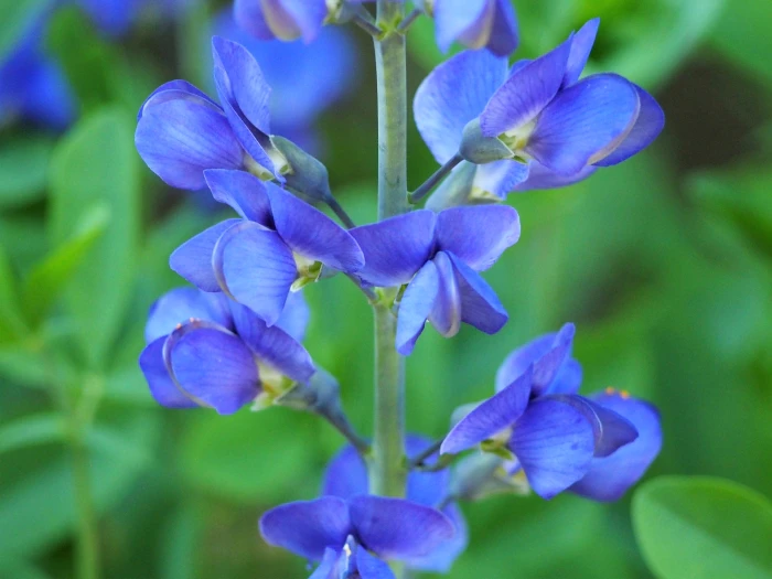 Baptisia australis image