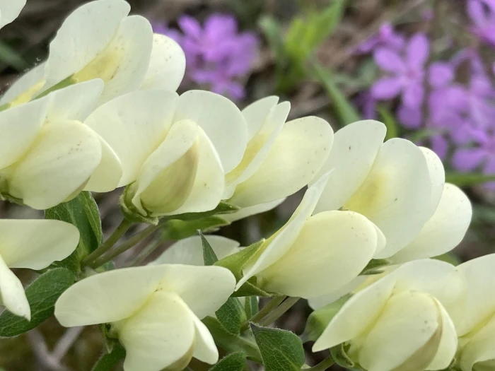 Baptisia bracteata image