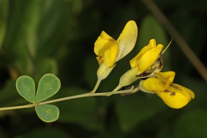 Baptisia tinctoria image