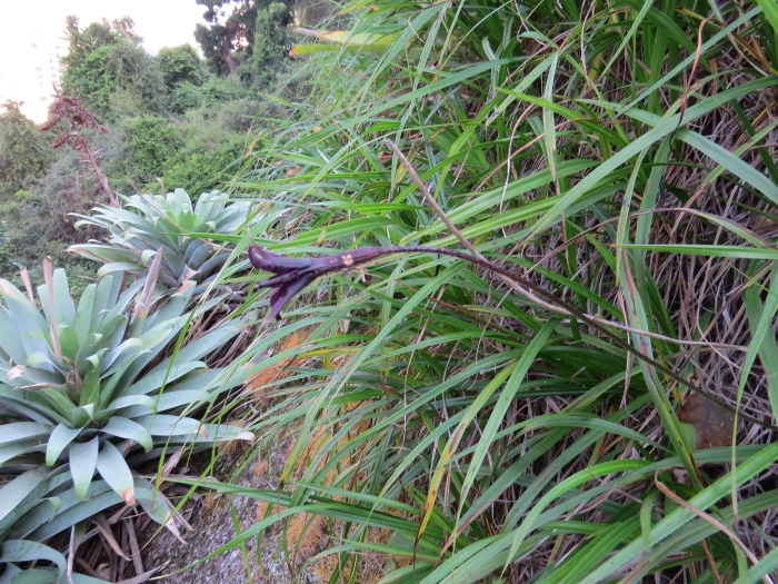 Barbacenia purpurea image