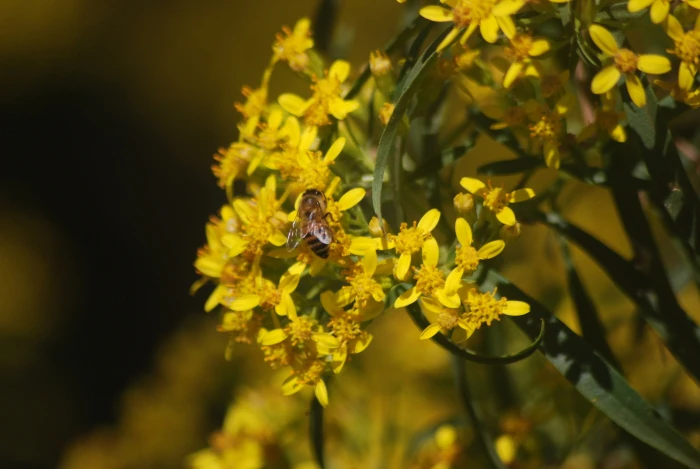 Barkleyanthus salicifolius image
