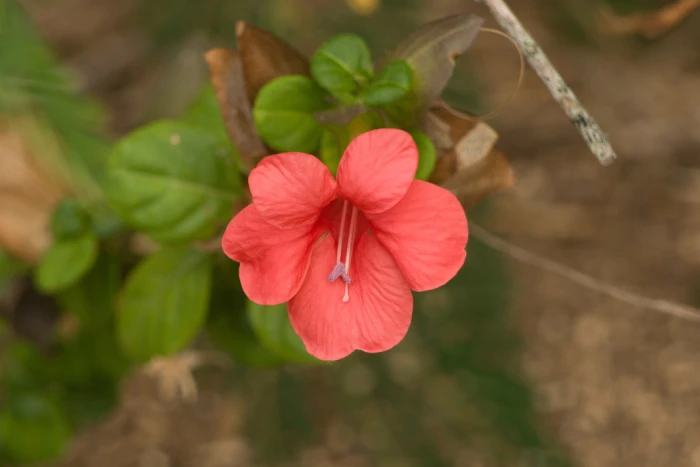 Barleria repens image