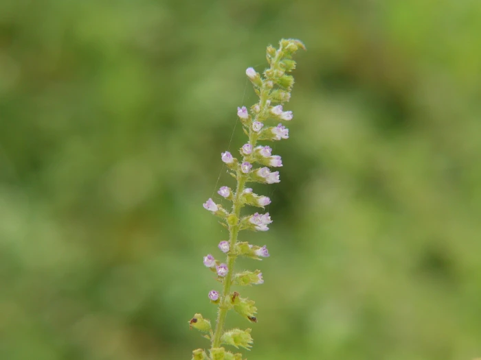 Basilicum polystachyon image