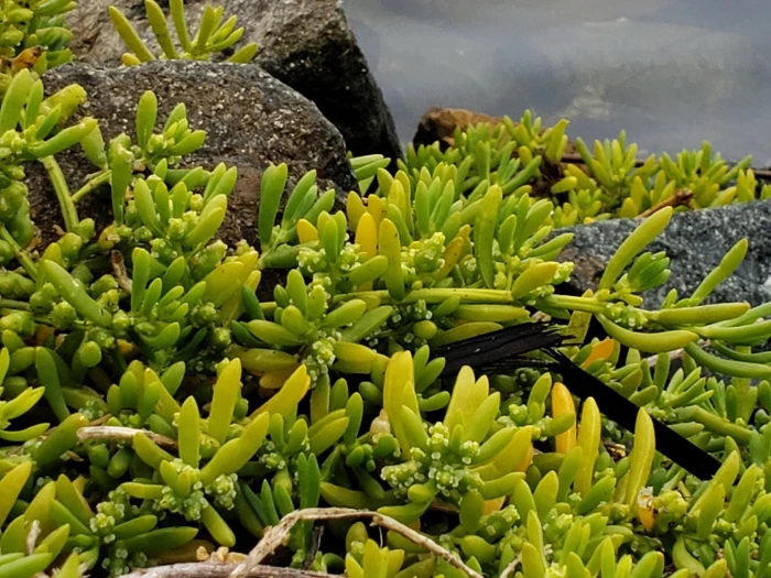 Batis maritima image