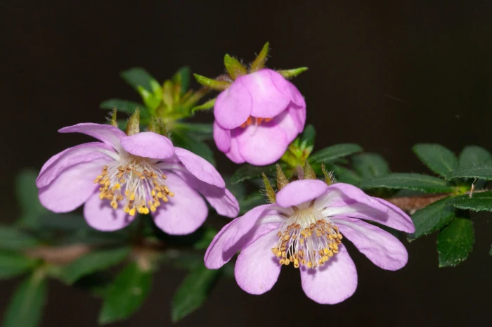 Bauera rubioides image