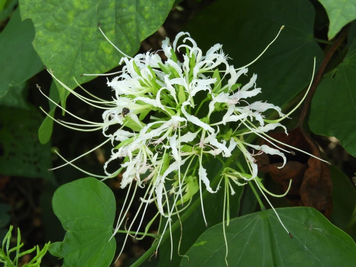 Bauhinia divaricata image