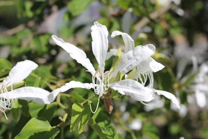 Bauhinia forficata image