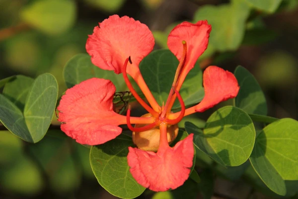 Bauhinia galpinii image