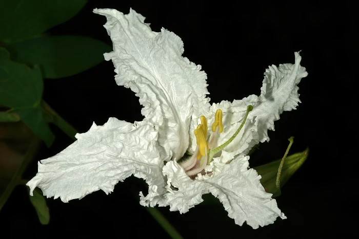 Bauhinia macrantha image