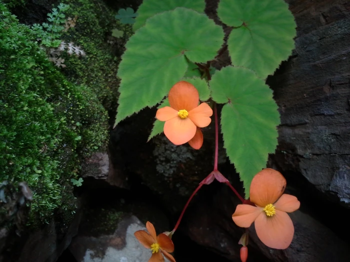 Begonia sutherlandii image