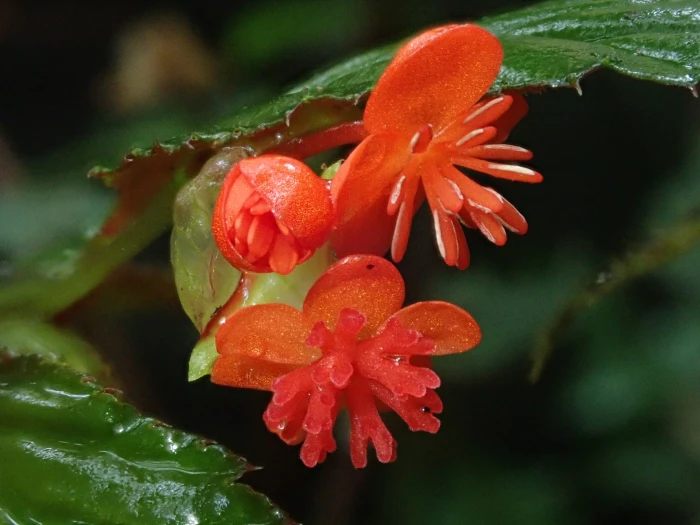 Begonia urticae image