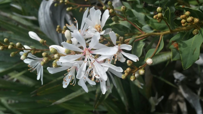 Bejaria racemosa image