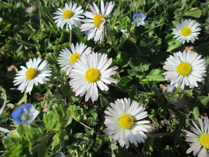 Bellis perennis image