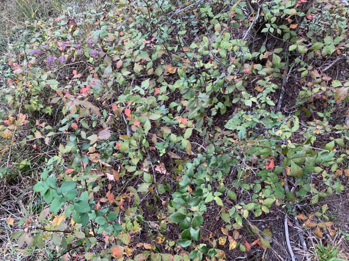 Berberis canadensis image