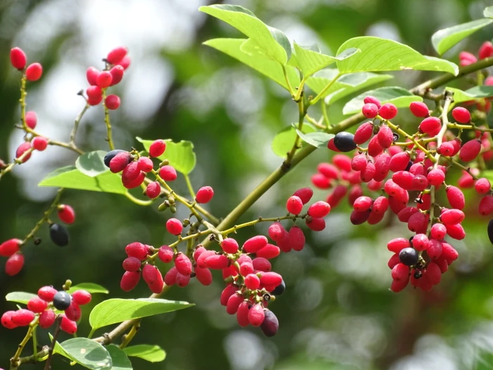 Berchemia floribunda image