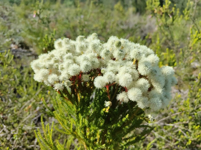 Berzelia intermedia image