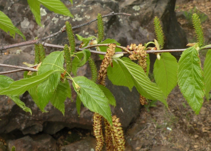 Betula lenta image