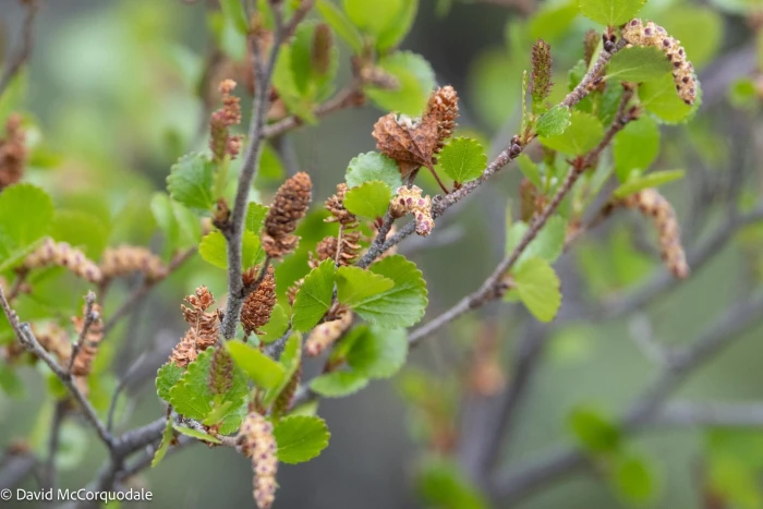 Betula nana image