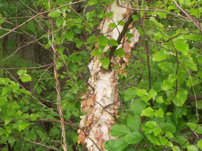 Betula nigra image