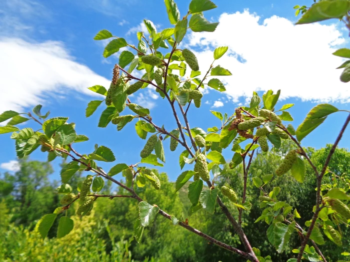 Betula occidentalis image