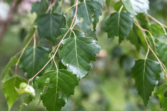 Betula papyrifera image