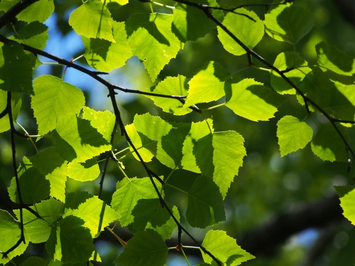 Betula pendula image