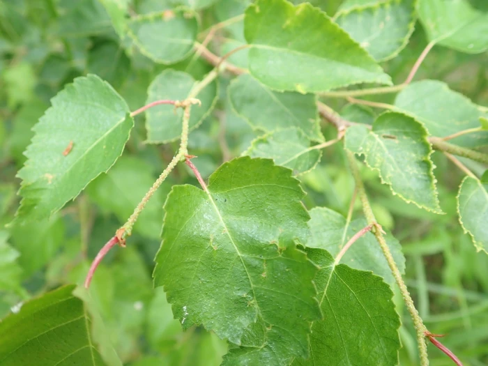 Betula platyphylla image