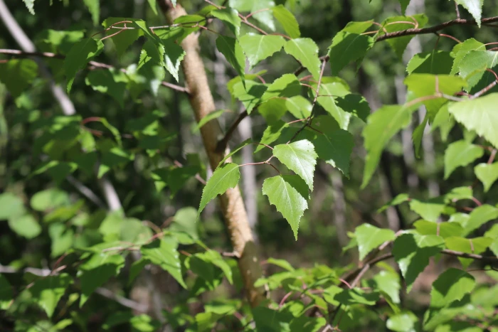 Betula populifolia image