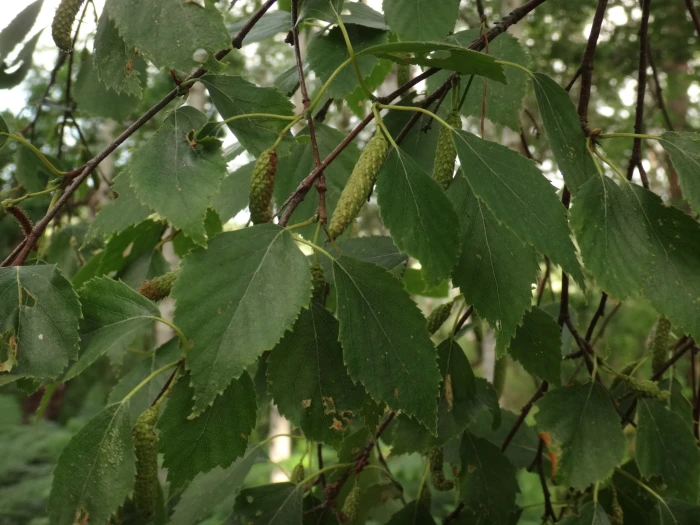 Betula pubescens image