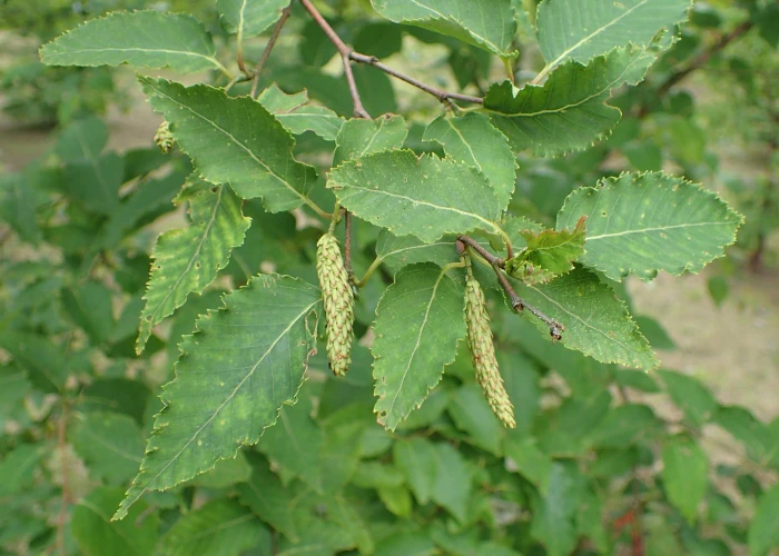 Betula utilis image
