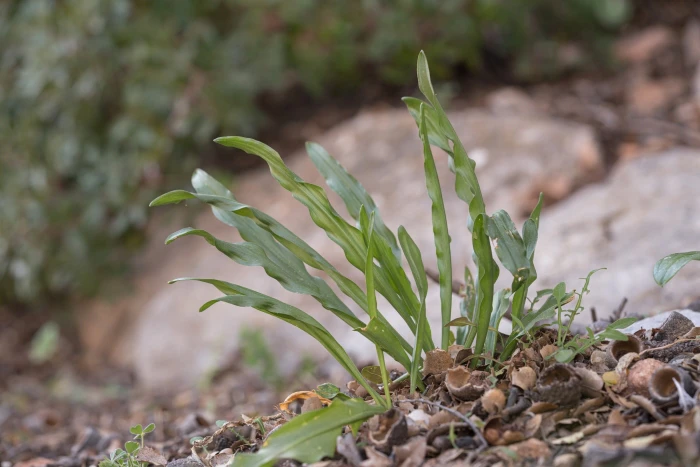 Biarum tenuifolium image