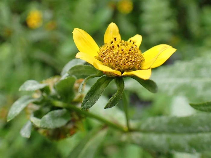 Bidens cernua image
