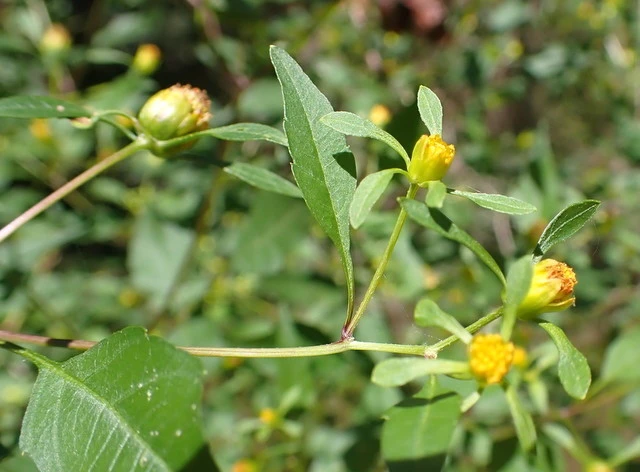 Bidens discoidea image